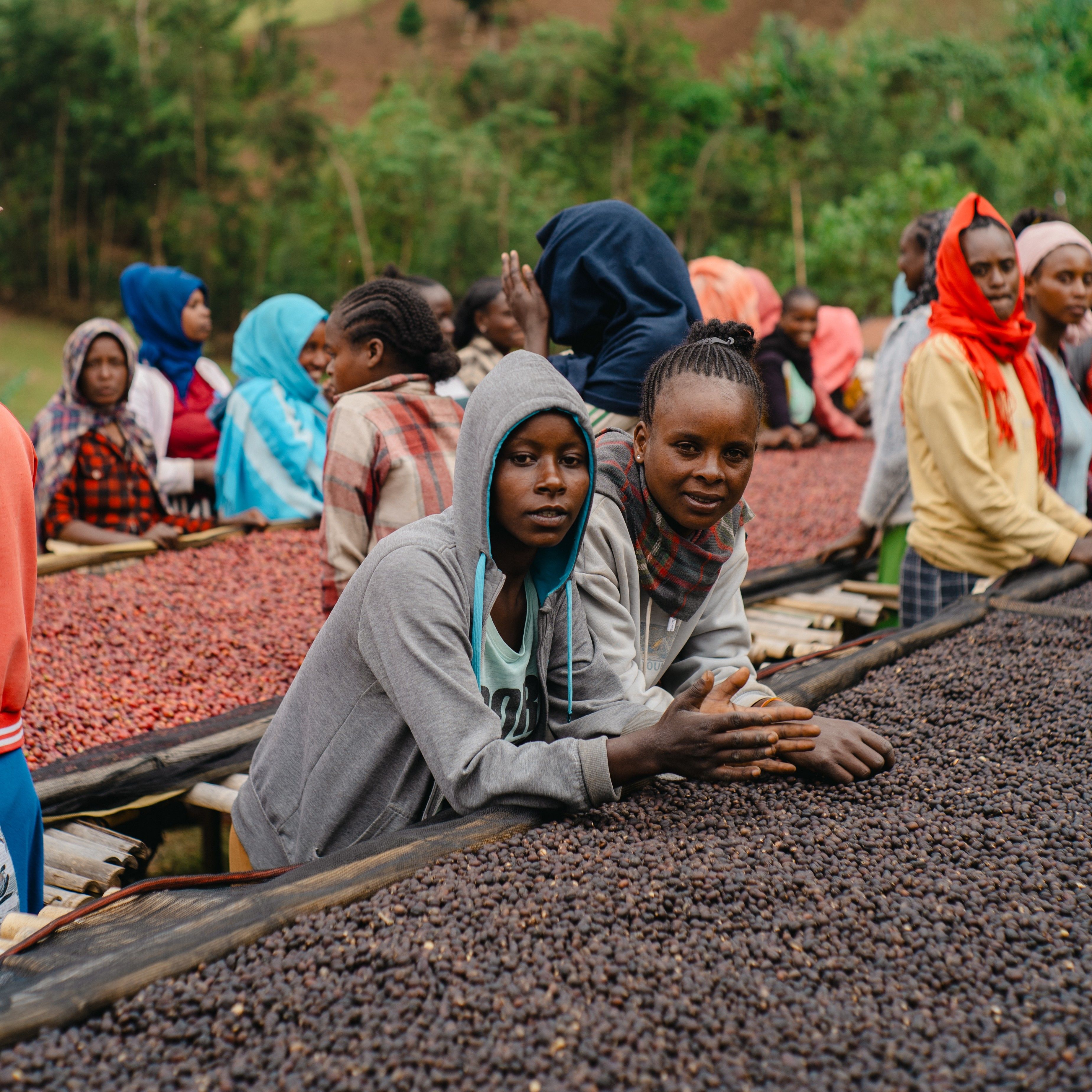 Ethiopia Morke Natural(25/26年クロップ) | ORIGIN COUNTRIES for